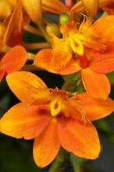 epidendrum pacific glory thumbnail graphic