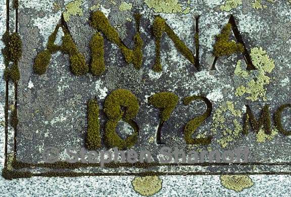 mossy letters on gravestone 1 graphic
