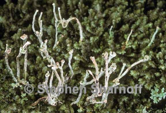 cladonia cornuta groenlandica graphic