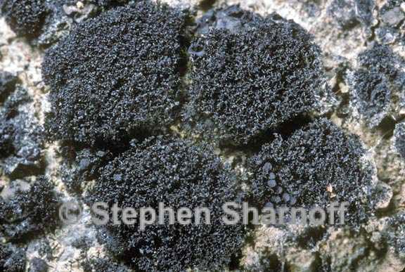 lichenella stipatula 1 graphic
