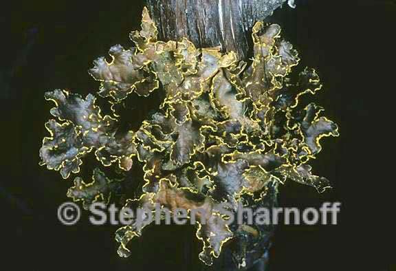 pseudocyphellaria crocata 14 graphic