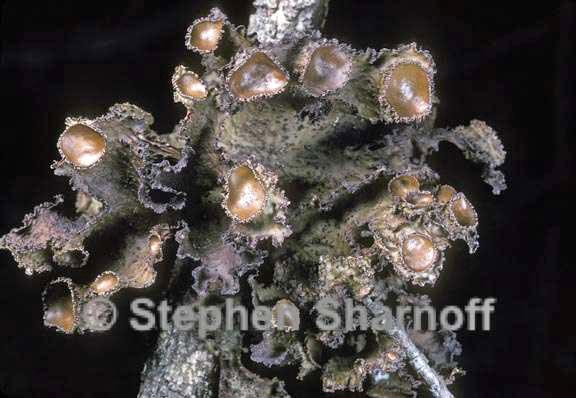 tuckermannopsis platyphylla 2 graphic