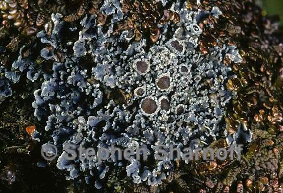 lichen 1320.07 graphic