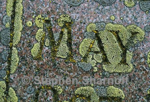 may lichen graphic