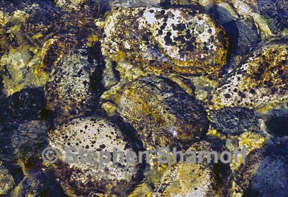 lichens stream graphic