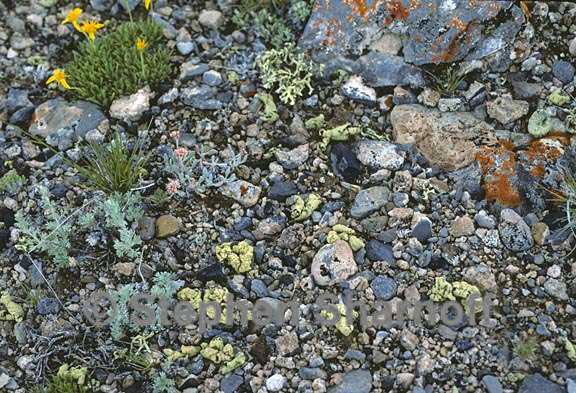 vagrant lichens 5 graphic