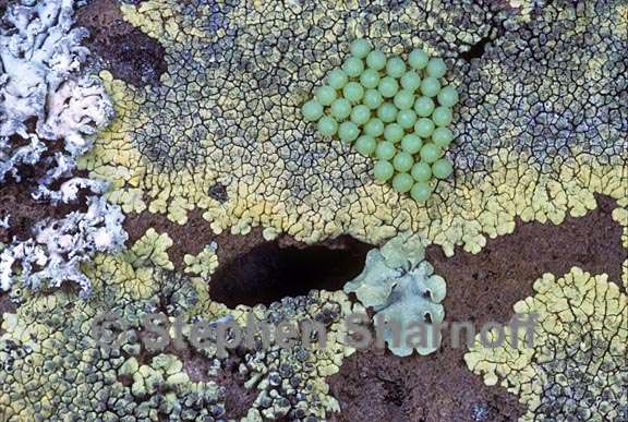 lichens wildlife 8 graphic