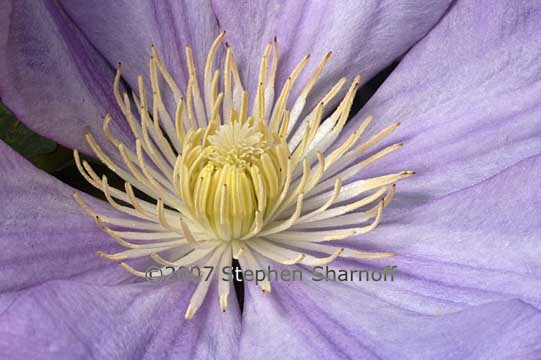 clematis 3 graphic