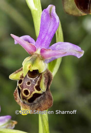 ophrys fuciflora graphic