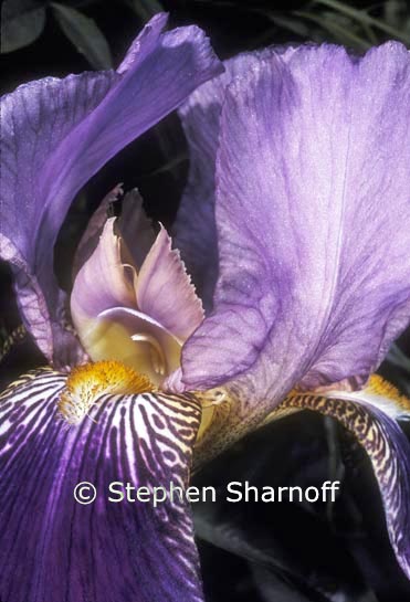 purple iris 2 graphic