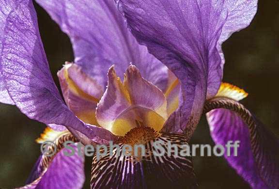 purple iris 3 graphic