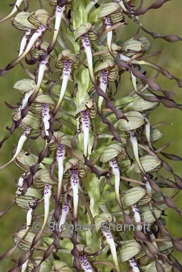 himantoglossum hircinum 1 graphic