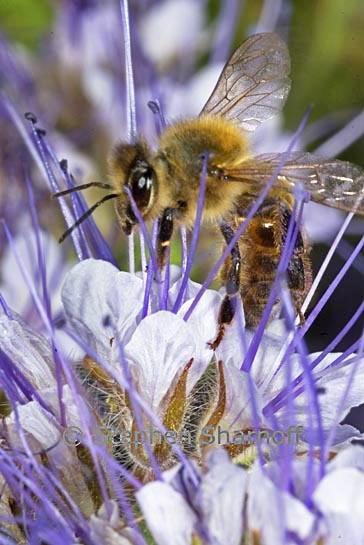 bee purple flower graphic