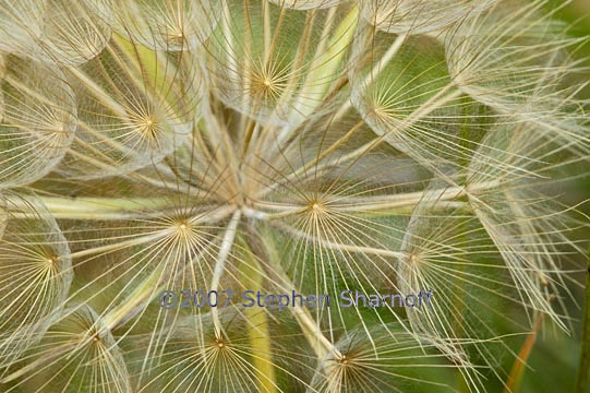 composite seedhead provence 1 graphic