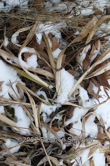 grass and snow 1 graphic