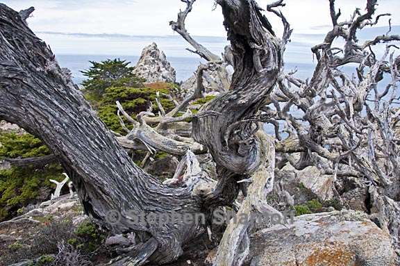 point lobos trunks 1 graphic