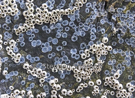 barnacles 2 graphic