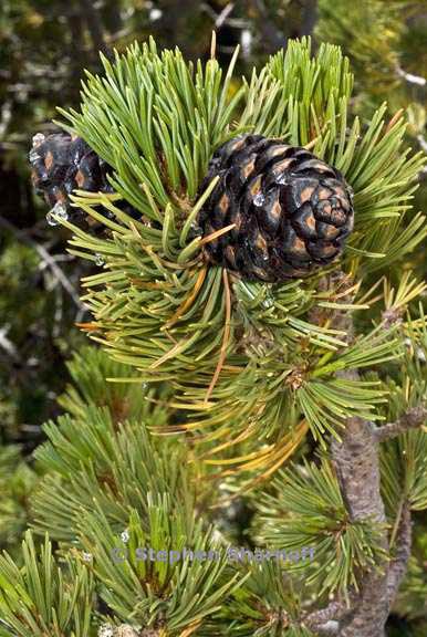 Pinus Albicaulis