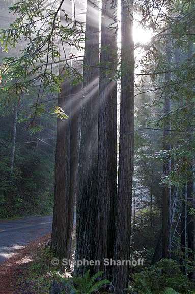 sequoia sempervirens 5 graphic