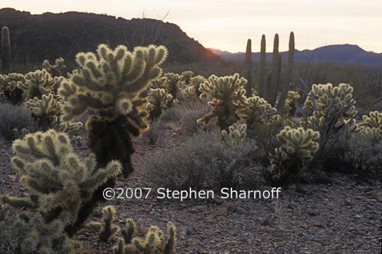 cylindropuntia sp 1 graphic