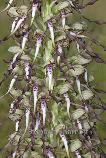 himantoglossum hirsinum 1 graphic