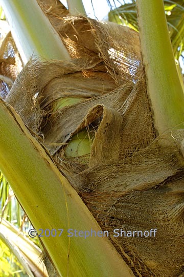 palm trunk 2 graphic