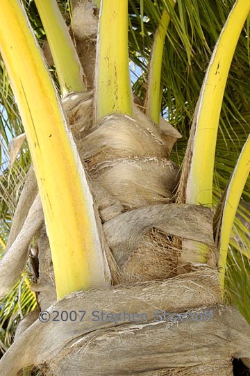 palm trunk 3 graphic