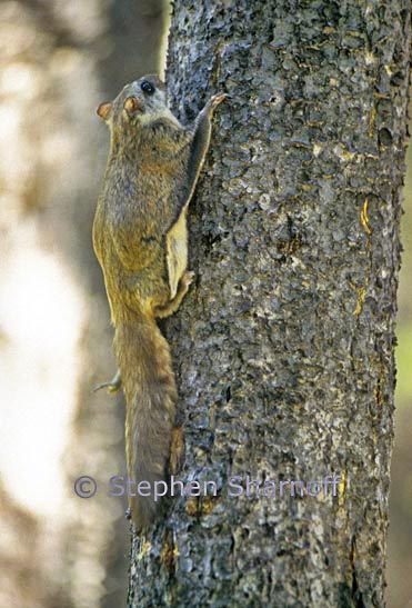 northern flying squirrel 1 graphic
