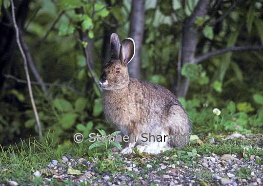 snowshoe hare 2 graphic