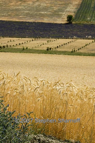 fields wheat graphic