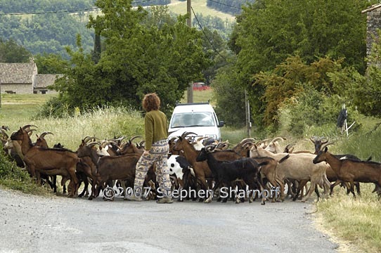 goat crossing