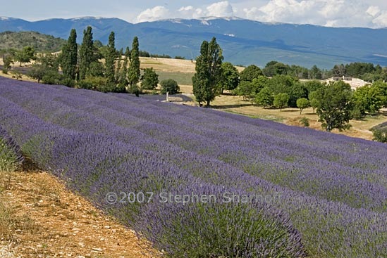 lavender field 1 graphic