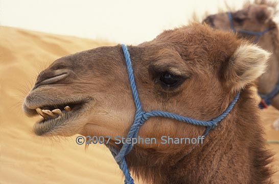 camel head graphic