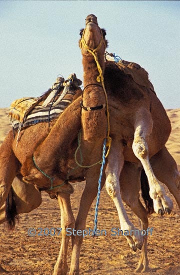 camels fighting graphic