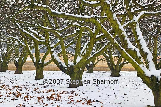 orchard snow graphic