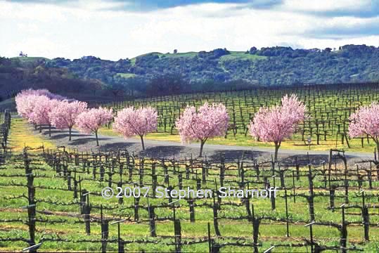 pink orchard trees graphic