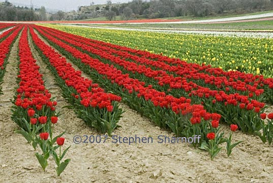 provence tulip field graphic