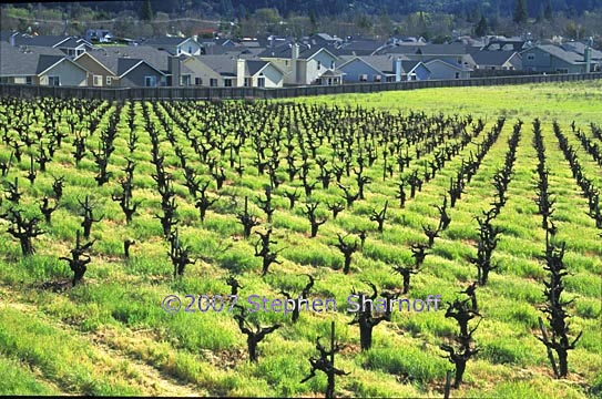 vinyard and suburb 1 graphic