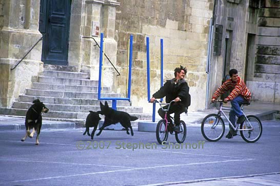 bikes dogs arles graphic