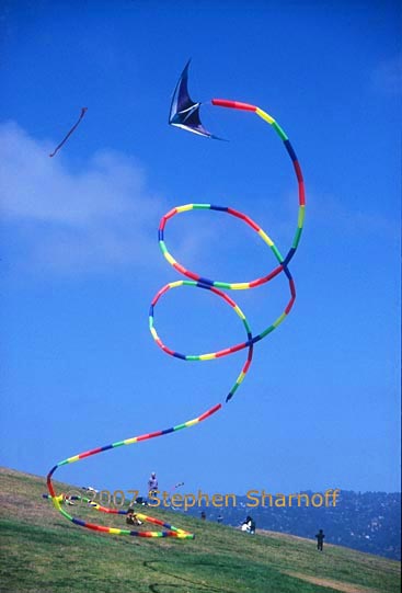 longtail kite 1 graphic