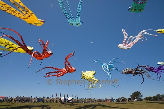 octopus kites 5 graphic