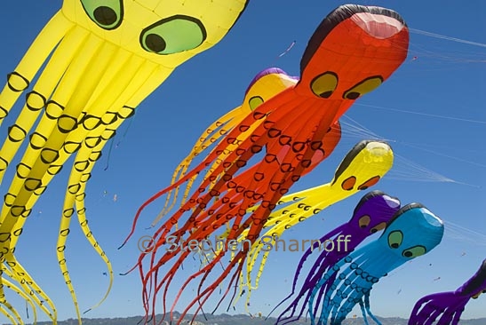 octopus kites 12 graphic