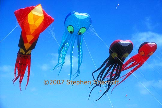 octopus kites 2 graphic