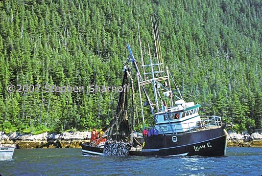 salmon fishing graphic