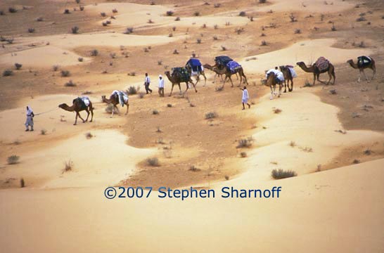 camel caravan graphic