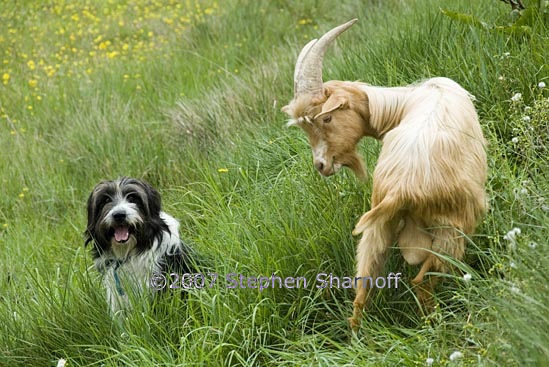 dog goat 3 graphic