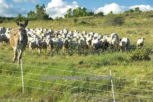 donkey and sheep graphic