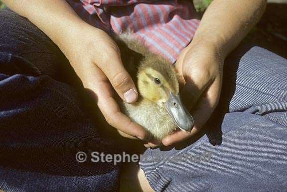 duck david graphic