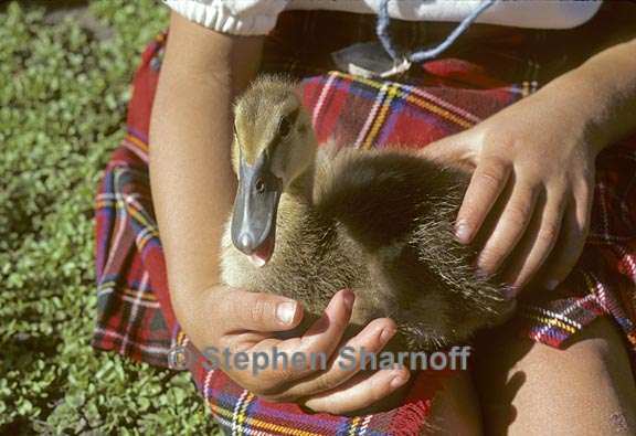 duck meera graphic
