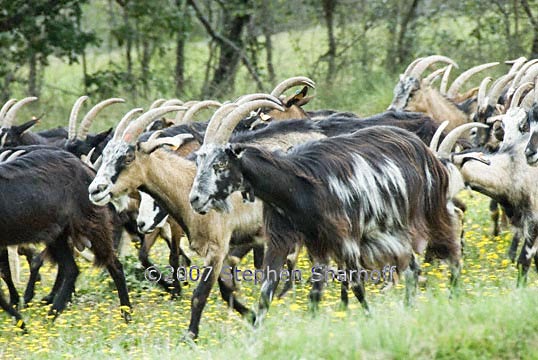 goats 1 graphic